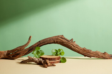 Front view of centella asiatica ( gotu kola ) decorated with cosmetic jar and branch tree in brown background  - obrazy, fototapety, plakaty