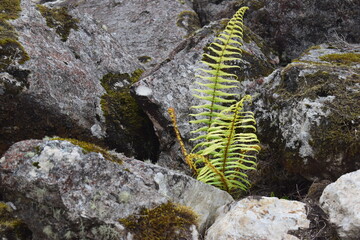 Filicopsida