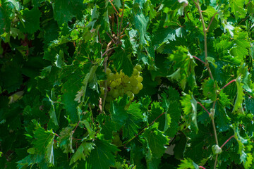 Green grapes