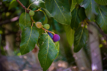 Fototapeta premium Common fig (Ficus carica)