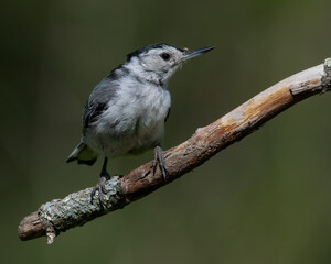White Breasted Nuthatch