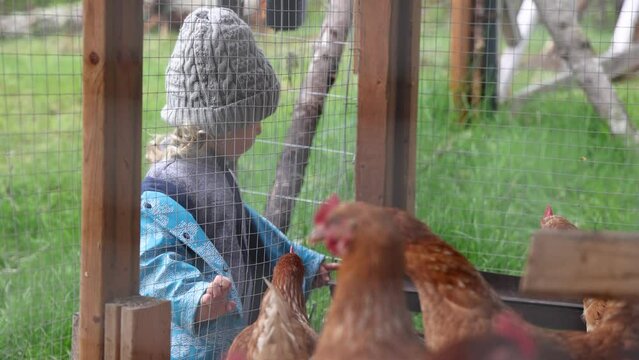 Short candid selective focus clip, as focus starts on young boy standing by chicken coop in background and moves to heads of brown hens in foreground.