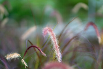 Wild reed grass, selected focus. Nature, summer background concept.