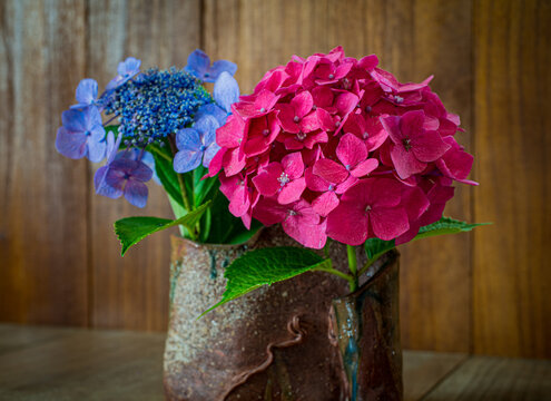 額紫陽花 Images Browse 2 566 Stock Photos Vectors And Video Adobe Stock