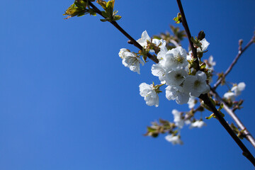 Image of cherry blossoms in spring during bee pollination