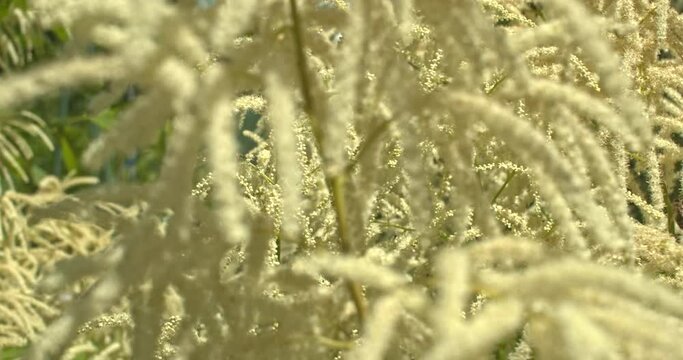 Bienen an der Bienenweide ein Gei&szlig;bart