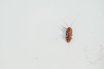 cockroaches on the white floor