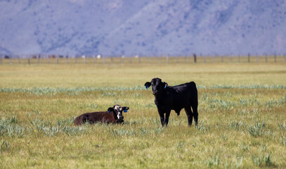 Cow in a green field with mountain landscape in background. California, United States of America.