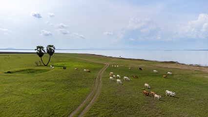 Duble palm tree in aerial view from done over inside Pasak Chonlasit dam with green grass and lake.
Photo of life and nature relate to freedom and Peaceful.