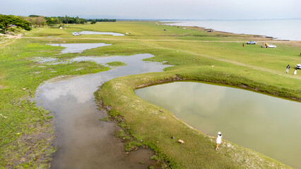 Woman with puppy labrador retriever walking together with care and love on grass with nature background.