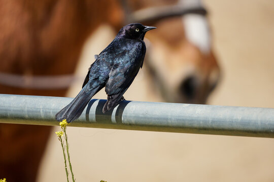 Brewer's blackbird sitting on a rail at a horse stable in the Santa Cruz Mountains, California 