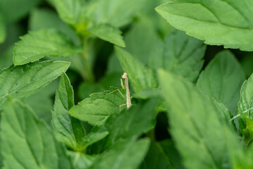 Dense, fresh mint leaves, bushes