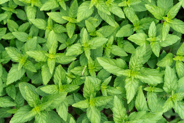 Dense, fresh mint leaves, bushes © fengchen