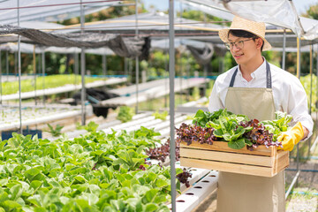 Obraz premium Hydroponic vegetable concept, Young Asian man harvesting cos lettuce and red oak in hydroponic farm
