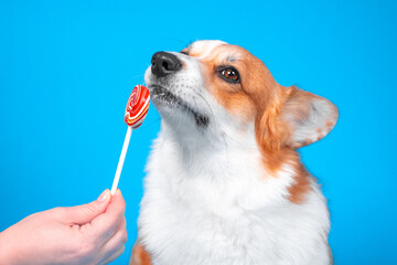 Cute corgi dog thoughtfully sniffs a lollipop. Treat for dogs during training. The owner holds a yummy in his hand persuading the dog to go to the vet or grooming. Hand holds a lollipop on a stick - obrazy, fototapety, plakaty
