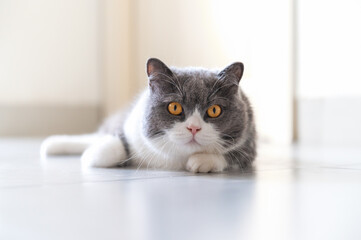 British Shorthair cat lying on the floor