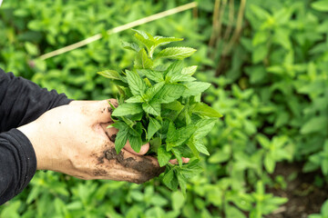 Fresh mint leaves being picked