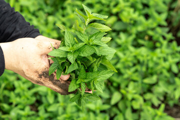 Fresh mint leaves being picked