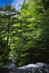 Fototapeta na wymiar 乗鞍三名滝と呼ばれる、落差8メートルの迫力ある善五郎の滝とその周辺のさわやかな6月の風景
