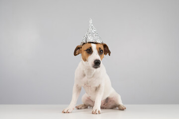 Portrait of a Jack Russell Terrier dog in a tinfoil hat on a white background.