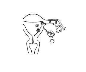 子宮　卵巣　膣　子宮頸管　子宮内膜　イメージ