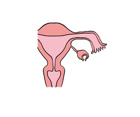 子宮　卵巣　膣　子宮頸管　子宮内膜　イメージ