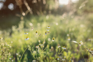 field of daisies
