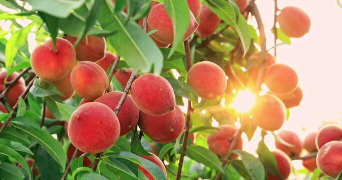 Ripe sweet peach fruit growing on peach branch in orchard. Delicious peaches on the plantation.