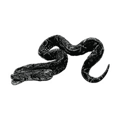 Obraz premium madagascar tree boa hand drawing vector illustration isolated on background