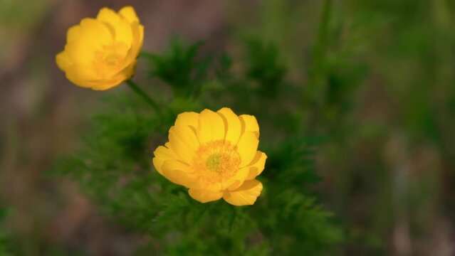 close-up, the yellow flower of adonis siberian in the rays of the sun in the spring forest. a light wind sways a flower in the wild. spring flowering. slow motion. soft focus.