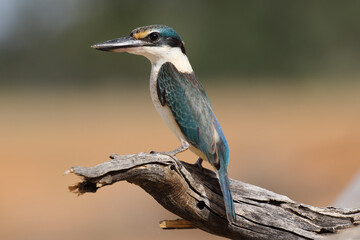 Australian Sacred Kingfisher perched on log