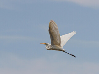great blue heron in flight