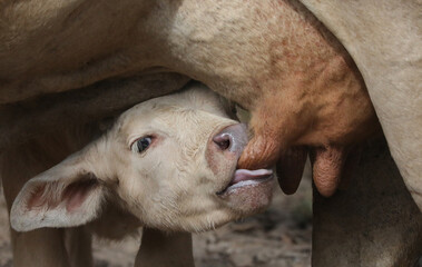 calf drinking from its mother © Violet
