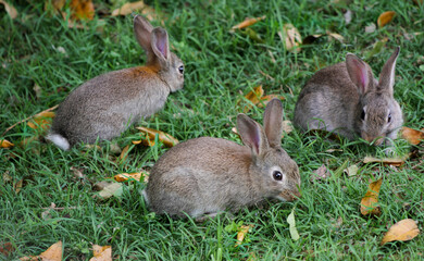 Naklejka na ściany i meble three rabbits on the green grass