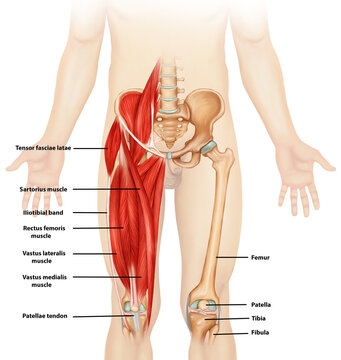 Leg muscle anatomy medical illustration With labeling