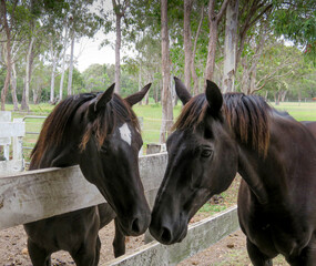 Fototapeta premium portrait of two horses