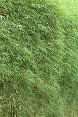Bamboo leaves background texture with sunlight