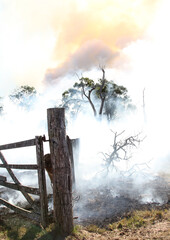Fototapeta na wymiar old fence post and tree in smoke