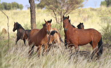 wild horses or brumbies in the wilderness