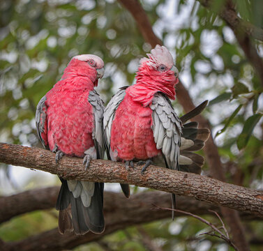 couple of pink galahs