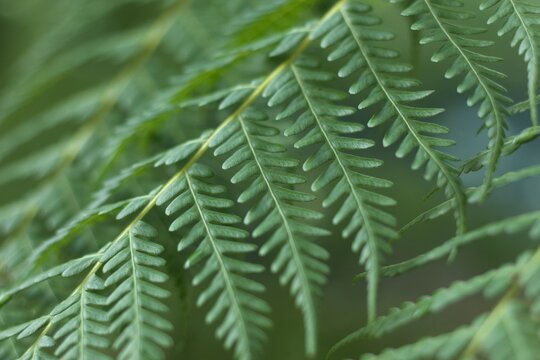 Evergreen fern Cibotium barometz or herbal medicine chain fern Woodwardia Fimbriata or Giant Chain Fern