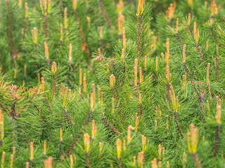 Green small pine trees with fresh shoots in spring or summer