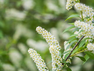 White flowers blooming bird cherry. Close-up of a Flowering Prunus padus Tree with White Little Blossoms