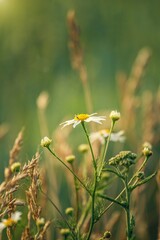 Herb chamomile with natural green background during sunset