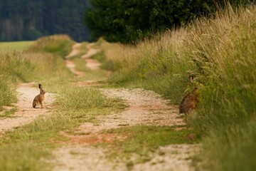 Obraz premium Two hares sitting on dirt road in calm and peaceful landscape without people