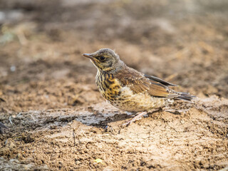 A fieldfare chick, Turdus pilaris, has left the nest and sitting on the spring lawn. A fieldfare...