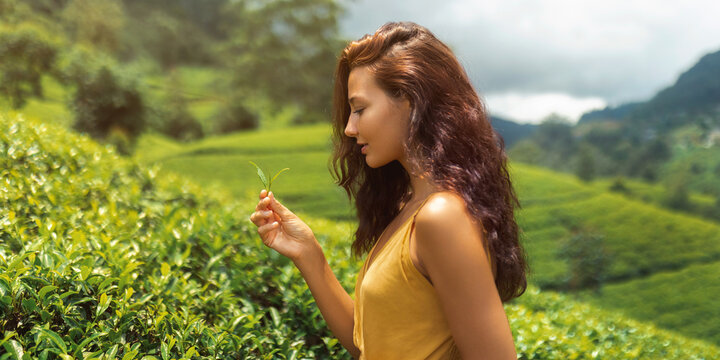 Traveler woman picking up green tea leaves in hand during her travel to famous nature landmark tea plantations. Romantic brunette Asian girl in stylish yellow dress enjoying her vacations against