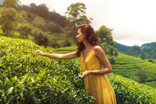 Traveler woman picking up green tea leaves in hand during her travel to famous nature landmark tea plantations, Sri Lanka. Romantic brunette Caucasian girl in stylish yellow dress and straw hat