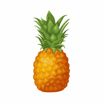 Pineapple. Image of a ripe pineapple. Juicy tropical fruit. Vector illustration isolated on a white background
