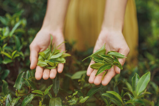 Close-up female hands holding fresh tea leaves near tea bush in front of tea plantation. High quality advertising photo